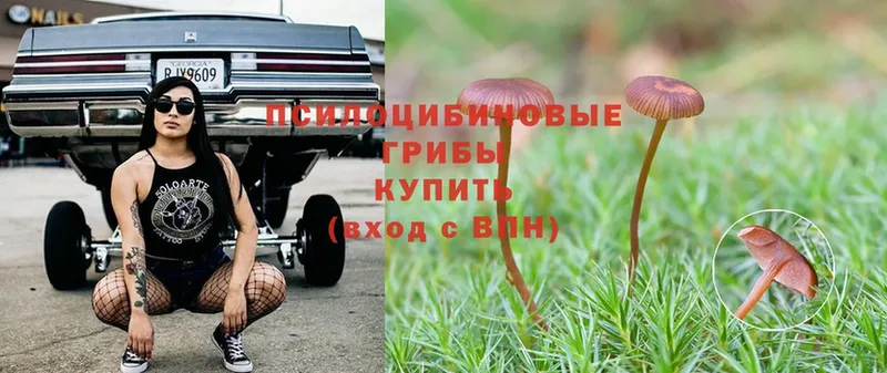 Галлюциногенные грибы Psilocybine cubensis  MEGA ссылки  Курчалой  продажа наркотиков 